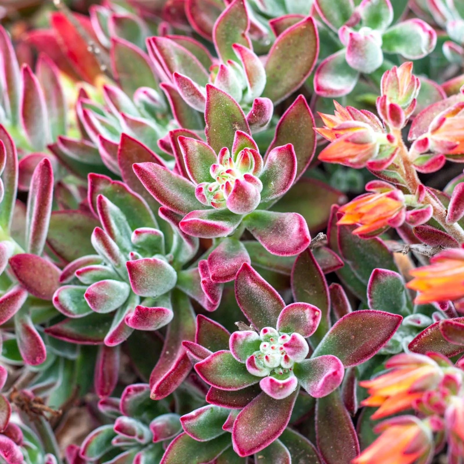 Echeveria harmsii 'Ruby Slippers'